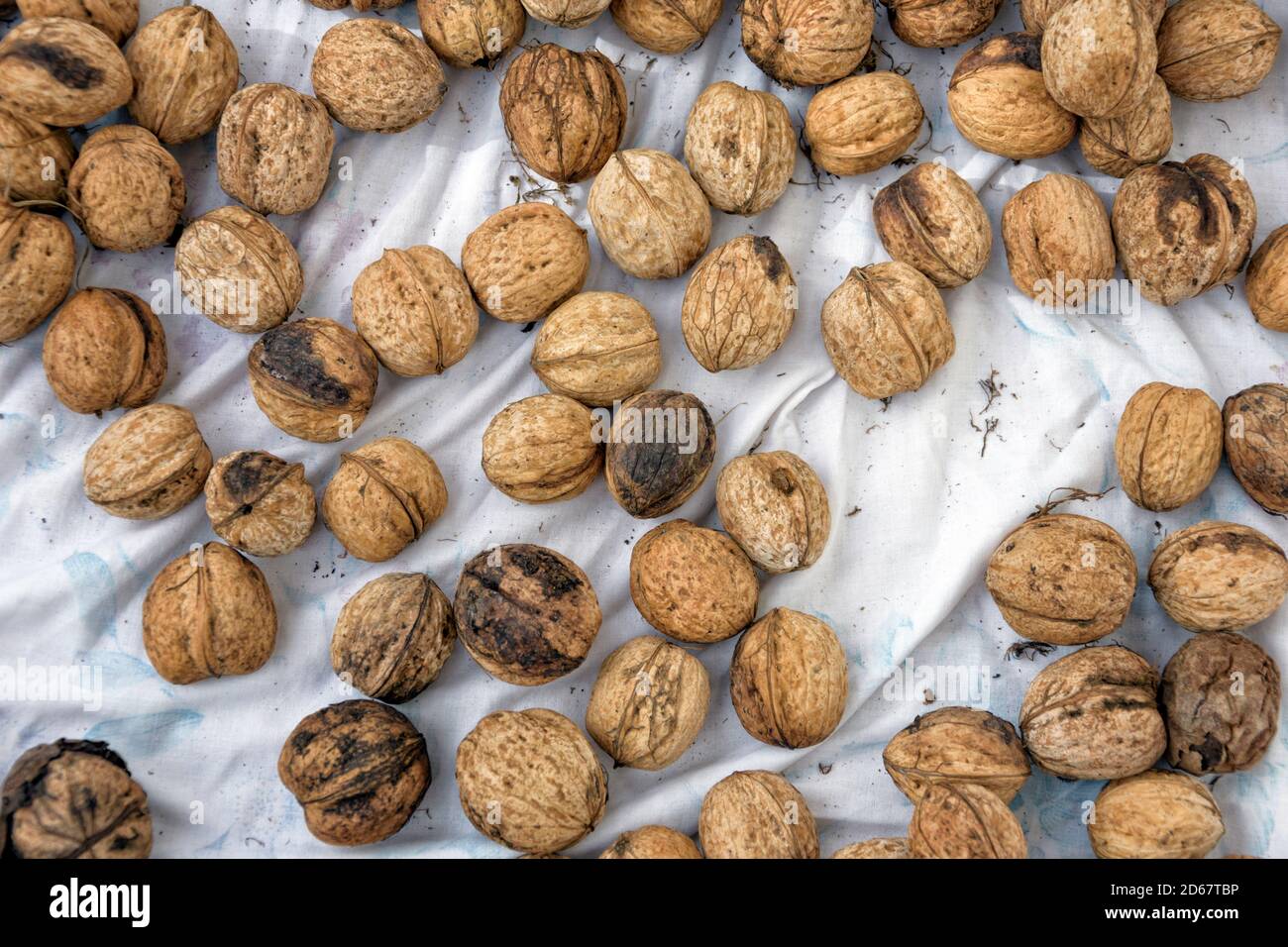 A close shot on walnuts drying out on white sheet Stock Photo Alamy