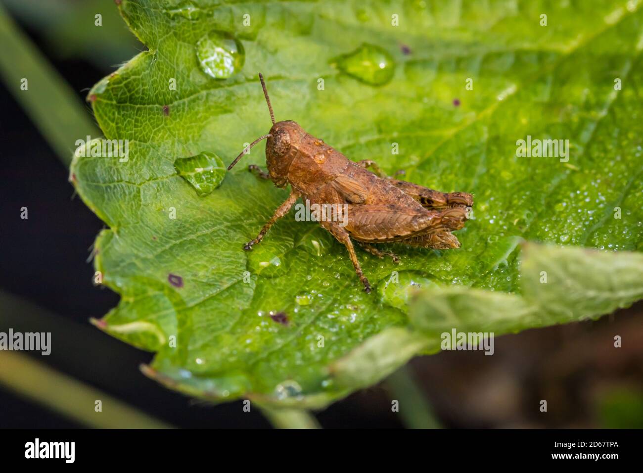 Short-horned grasshopper (Pezotettix giornae) on a dewy leaf Stock Photo