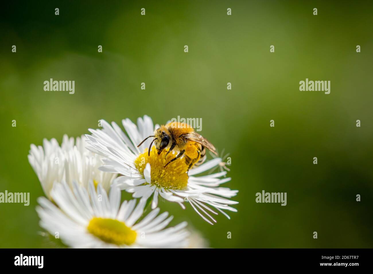 Hairy fleabane hires stock photography and images Alamy