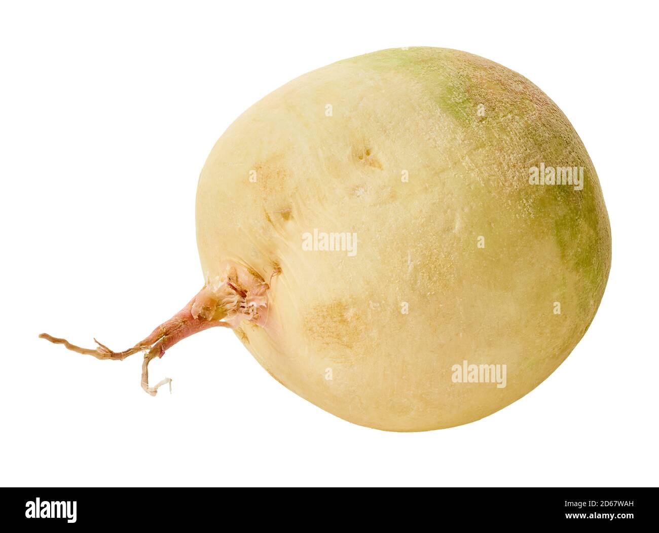 fresh radish vegetable with clipping path on a white isolated background Stock Photo
