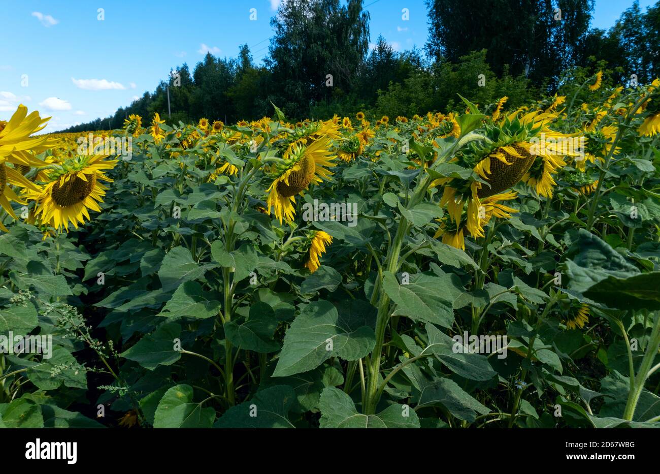 photo sunflowers in the field beautiful background Stock Photo - Alamy