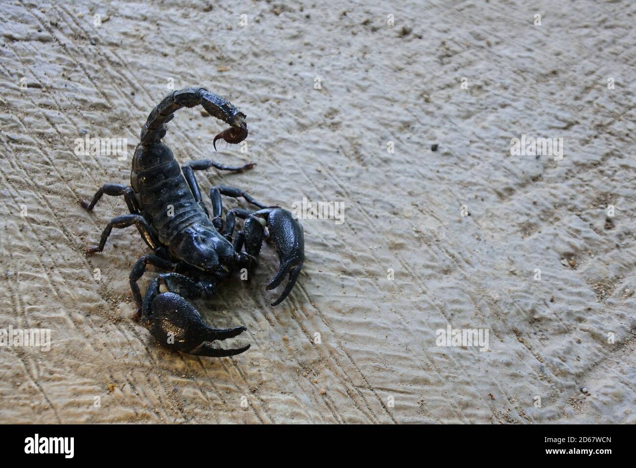 Emperor Scorpion Black Light