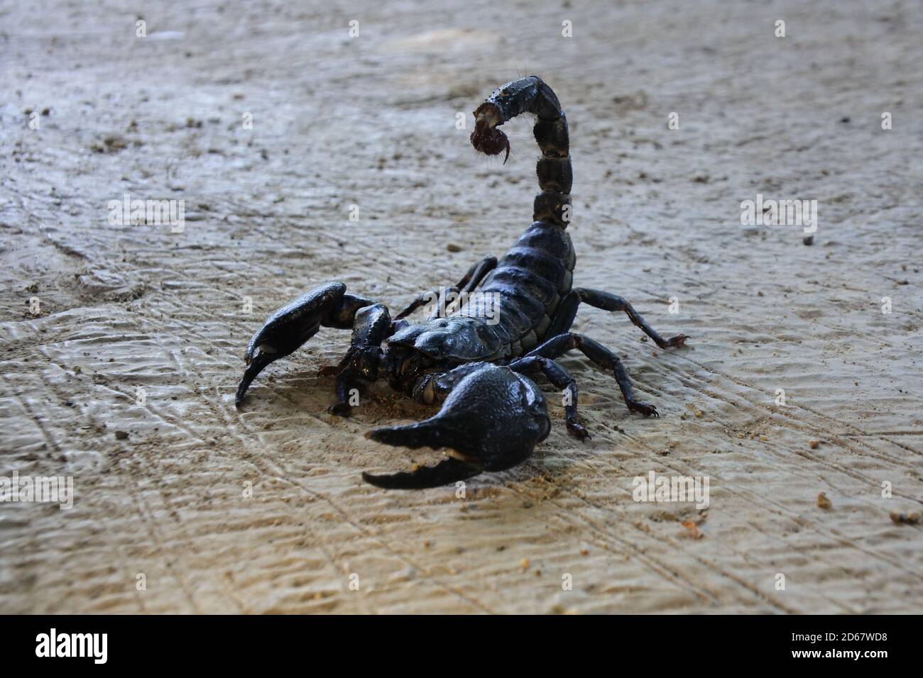Black emperor scorpion crawling on the sand Stock Photo Alamy