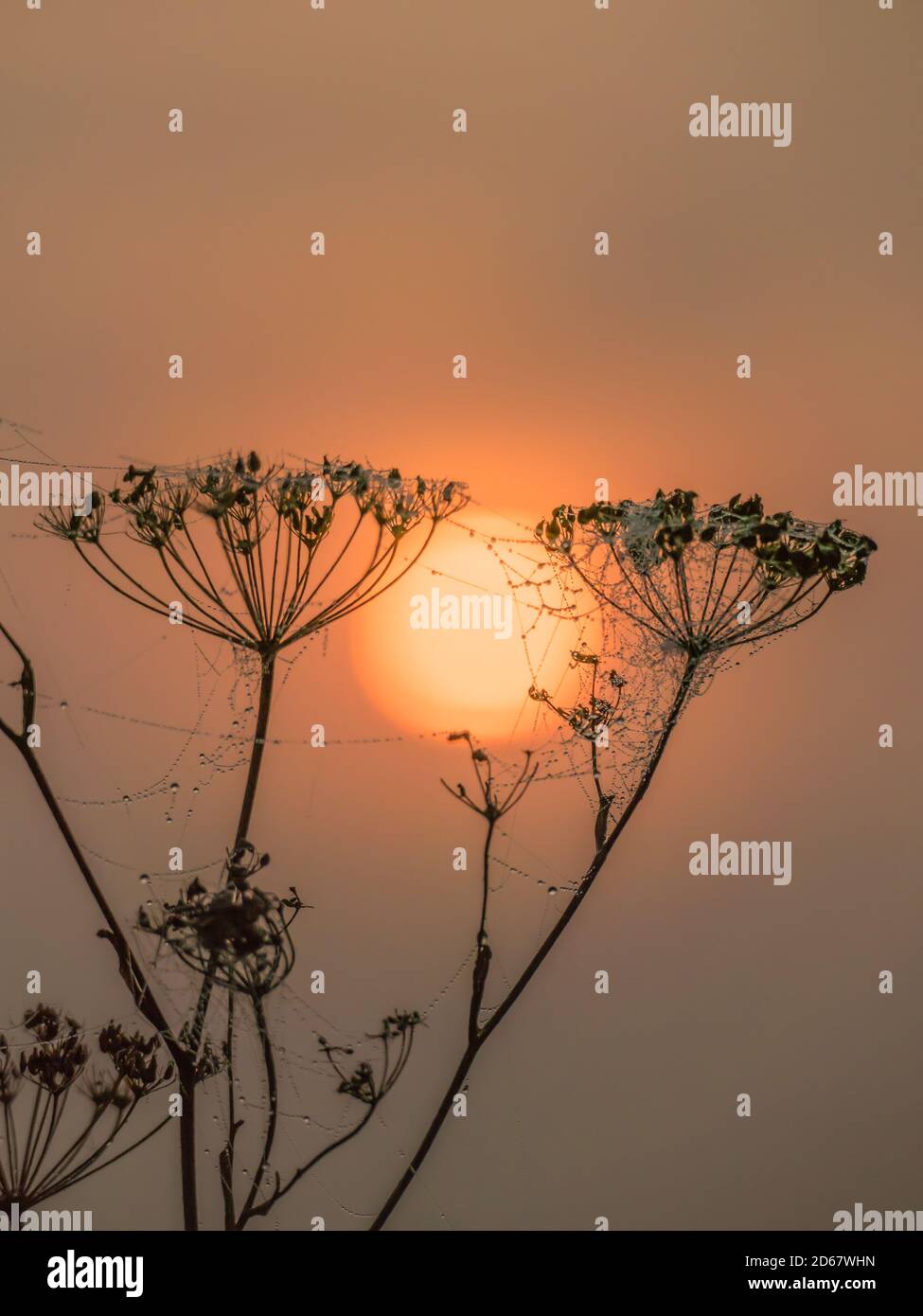 Silhouettes of dry stalks of hogweed with cobwebs covered with dew drops on the background of the rising sun Stock Photo