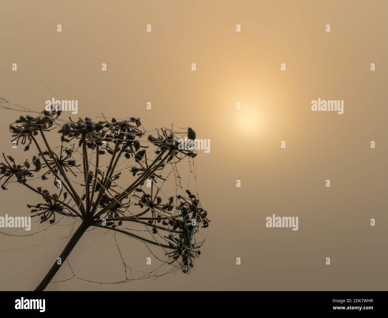 Silhouette of dry stalks of hogweed with cobwebs covered with dew drops on the background of the rising sun Stock Photo