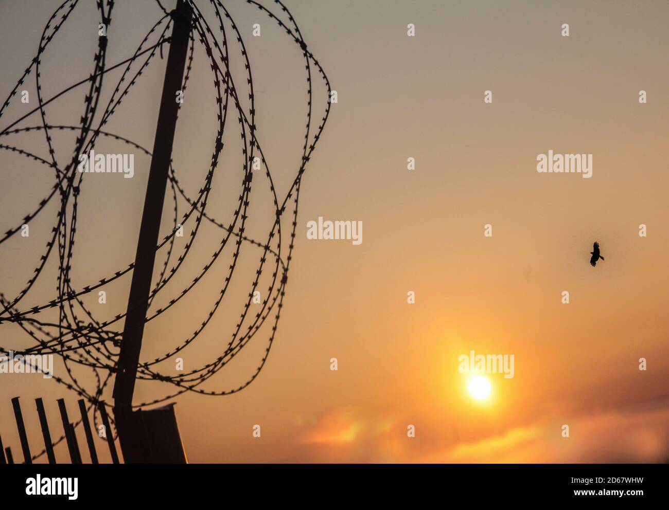 Bird flying over the barbed wire of the forbidden fence against the background of the rising sun Stock Photo