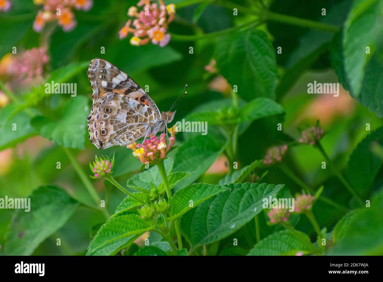 Painted Lady butterfly is a is a long-distance migrant, which causes the most spectacular butterfly migrations observed in Britain and Ireland Stock Photo