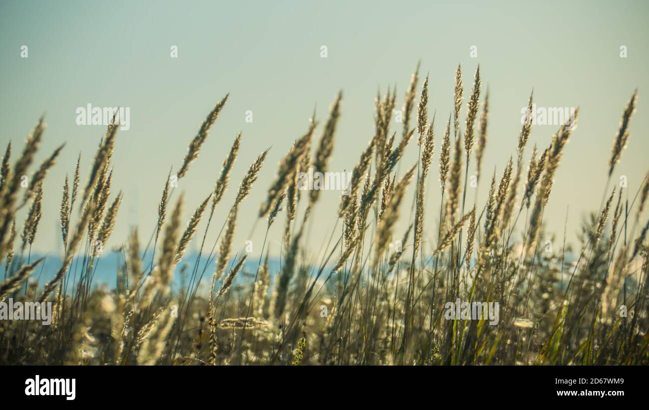 Ears of dried field grasses glow in the rays of the rising sun in an autumn field Stock Photo