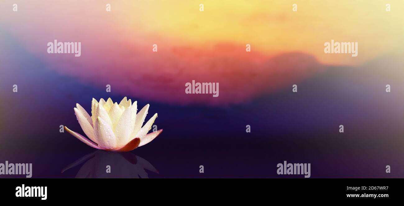 Lotus Facebook Cover