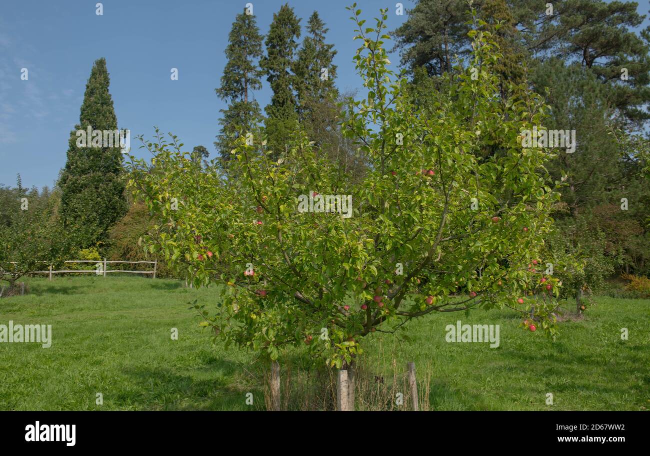 Autumn Fruit of a Home Grown Organic Pink Fleshed Apple (Malus domestica 'Grenadine') Growing on a Tree in an Orchard in Rural West Sussex, England, U Stock Photo