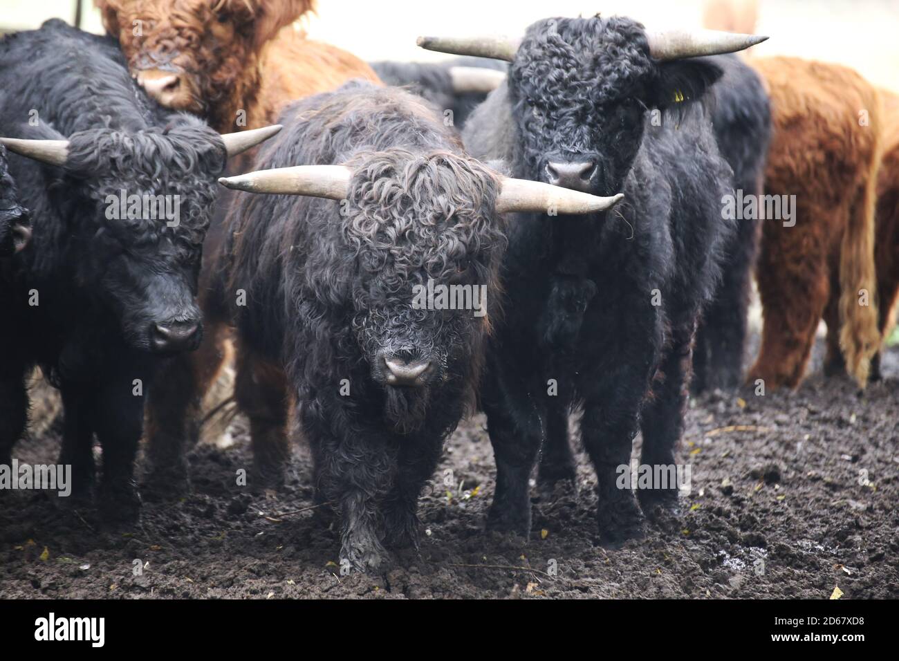 Scottish highland cattle on the pasture Stock Photo - Alamy