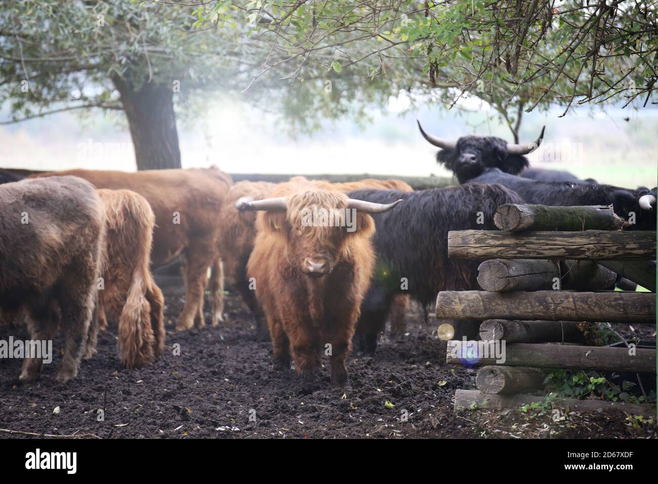 Scottish highland cattle on the pasture Stock Photo - Alamy