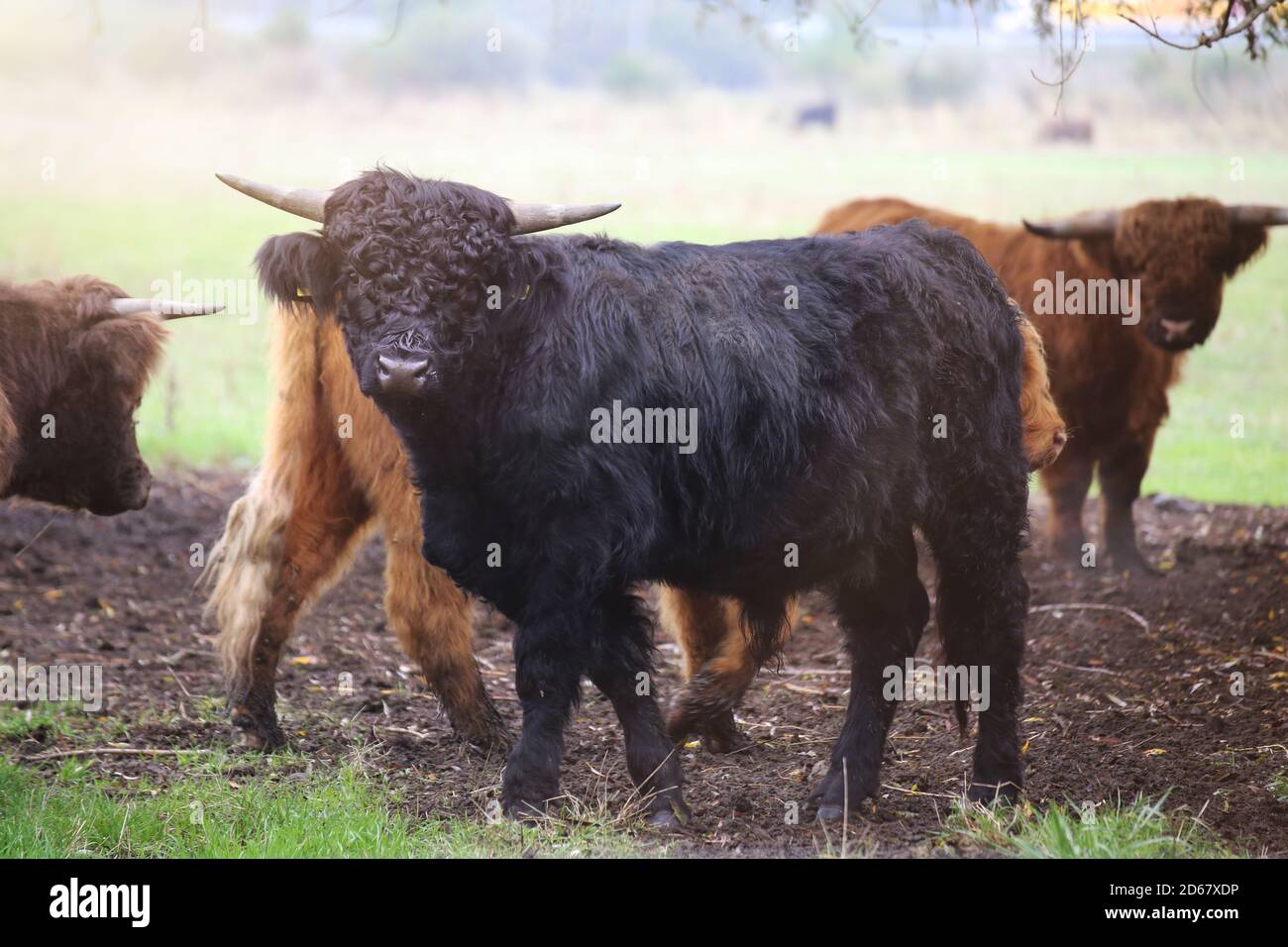 Scottish highland cattle on the pasture Stock Photo - Alamy