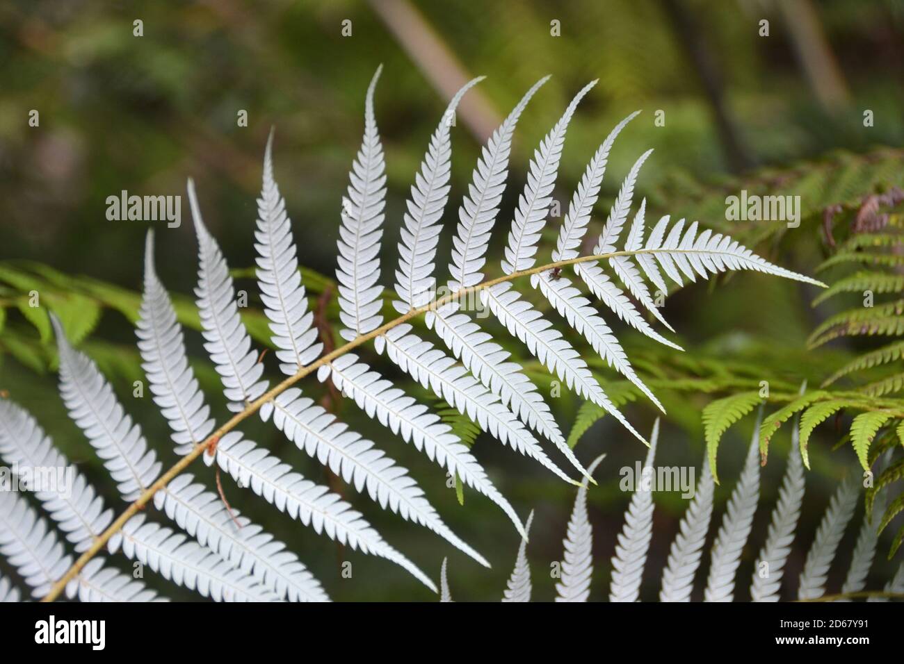 Silver fern, Cyathea dealbata, Matapouri, North Island, New Zealand Stock Photo