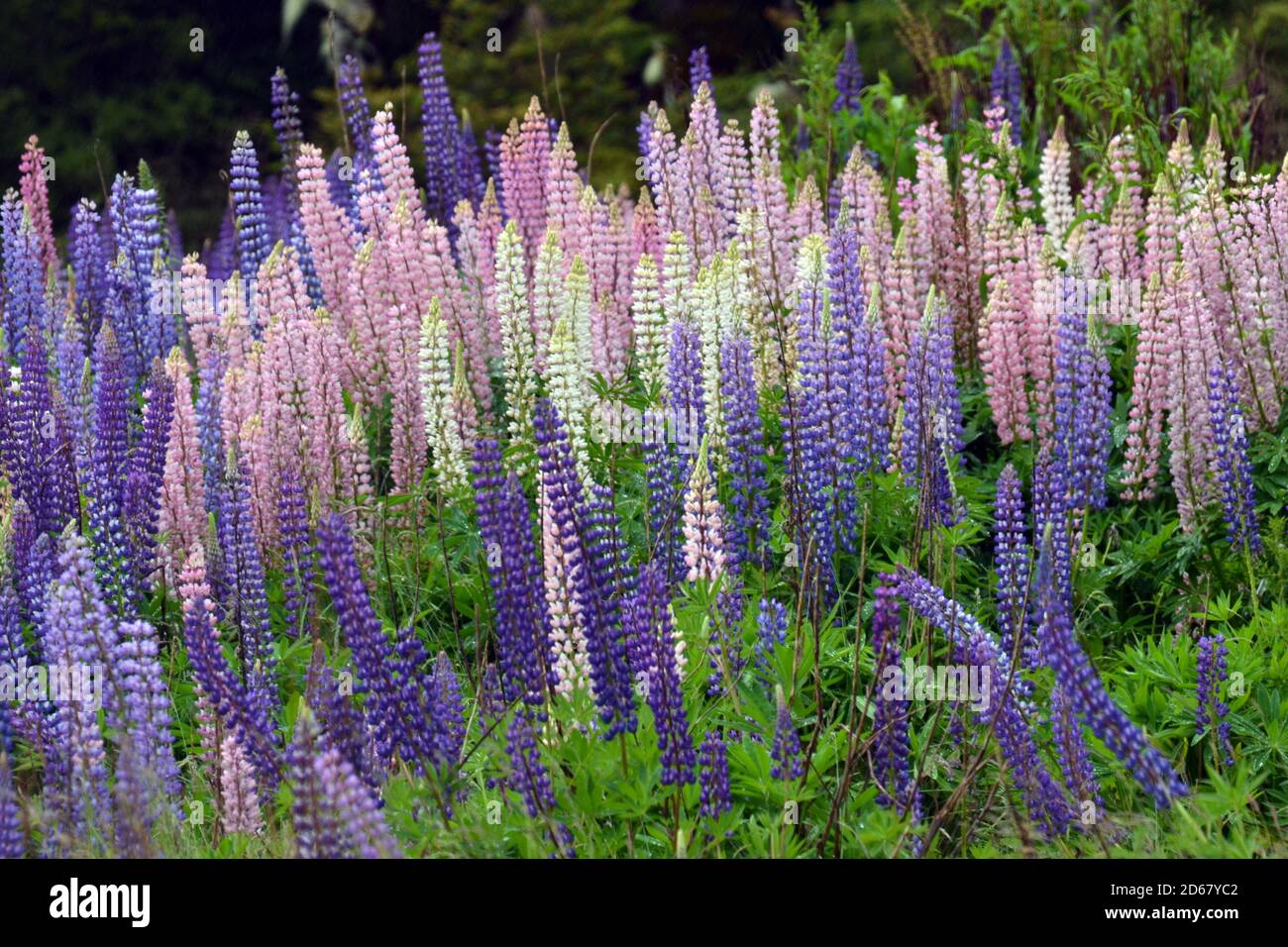 Flowering lupins, Lupinus polyphyllus, along Milford road, Fiordland National Park, South Island, New Zealand Stock Photo