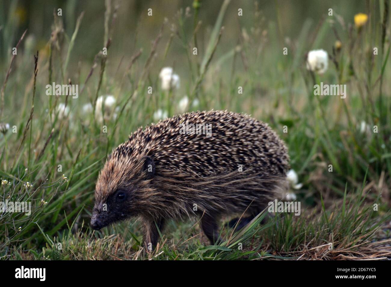 Brown breasted or European hedgehog, Erinaceus europaeus, invasive species in New Zealand, South Island, New Zealand Stock Photo