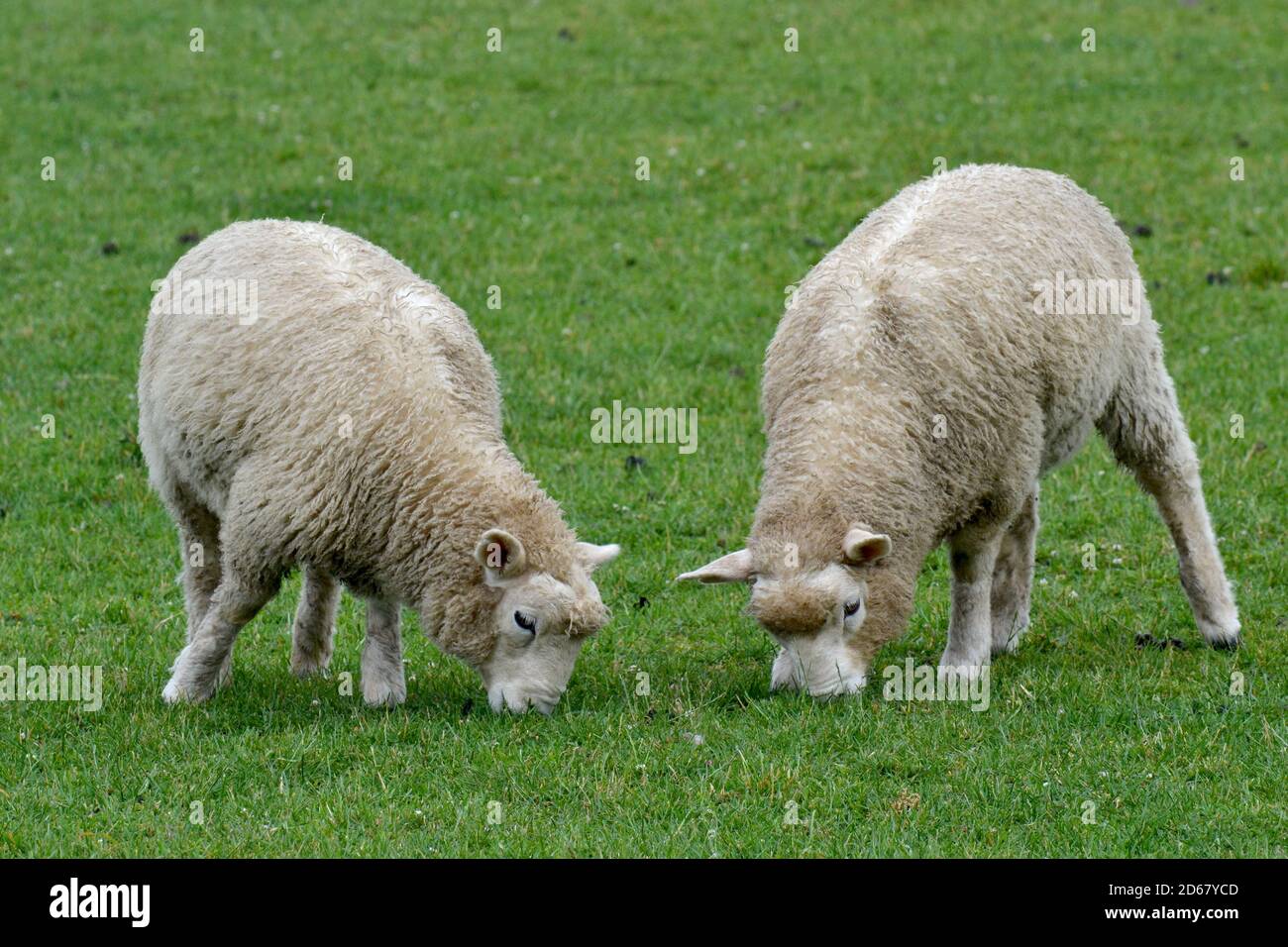 Sheep, Ovis aries, grazing near  Te Anau, South Island, New Zealand Stock Photo