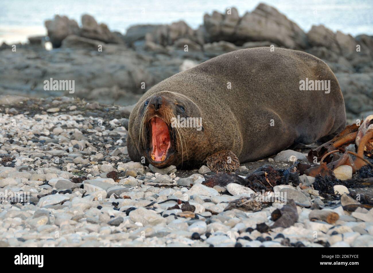New Zealand fur seal or kekeno, Arctocephalus forsteri, Kaikoura Peninsula, Kaikoura, South Island, New Zealand Stock Photo