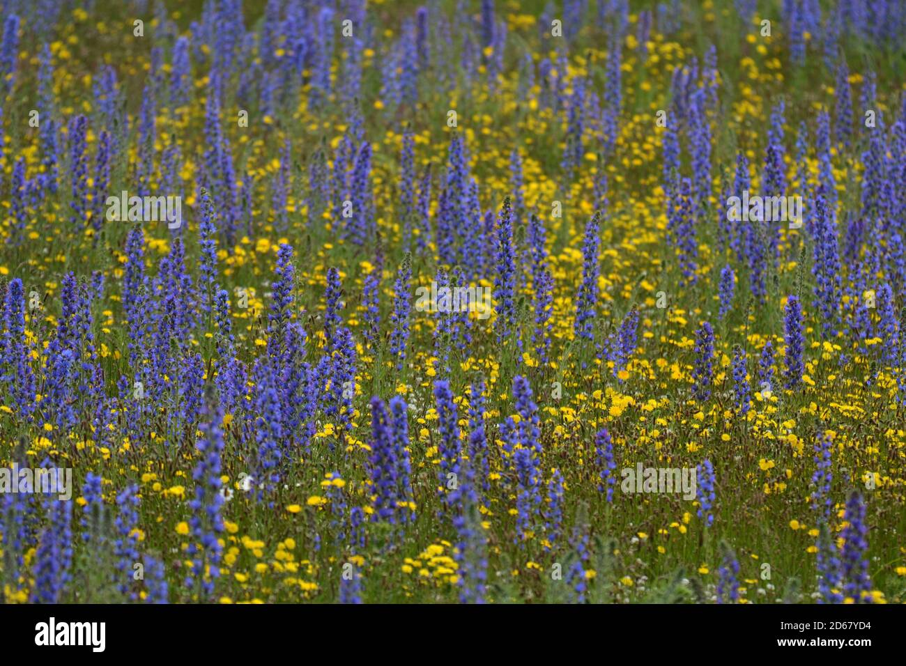 Wild yellow flowers, and Flowering lupins, Lupinus polyphyllus, at the Kura Tawhiti Conservation Area, South Island, New Zealand Stock Photo