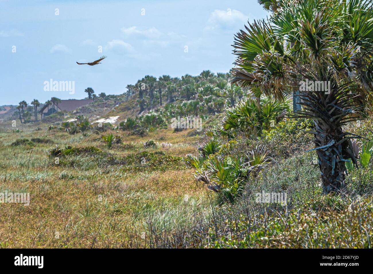 Hawk flying along the coastline dunes at Kathryn Abbey Hanna Park in Jacksonville, Florida. (USA) Stock Photo