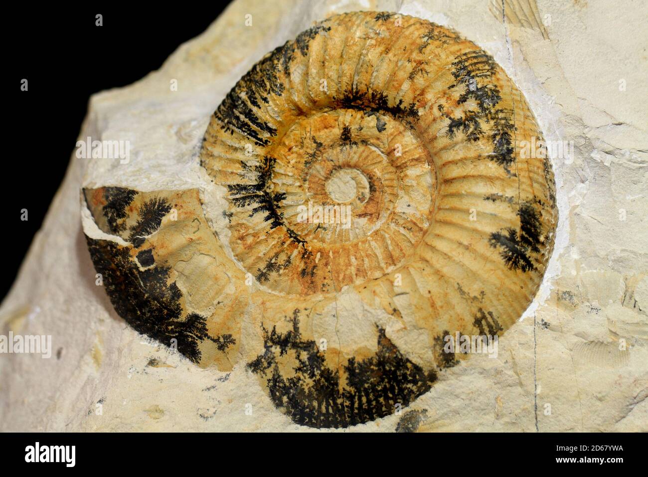 Amonite fossil as nice natural  geology background Stock Photo