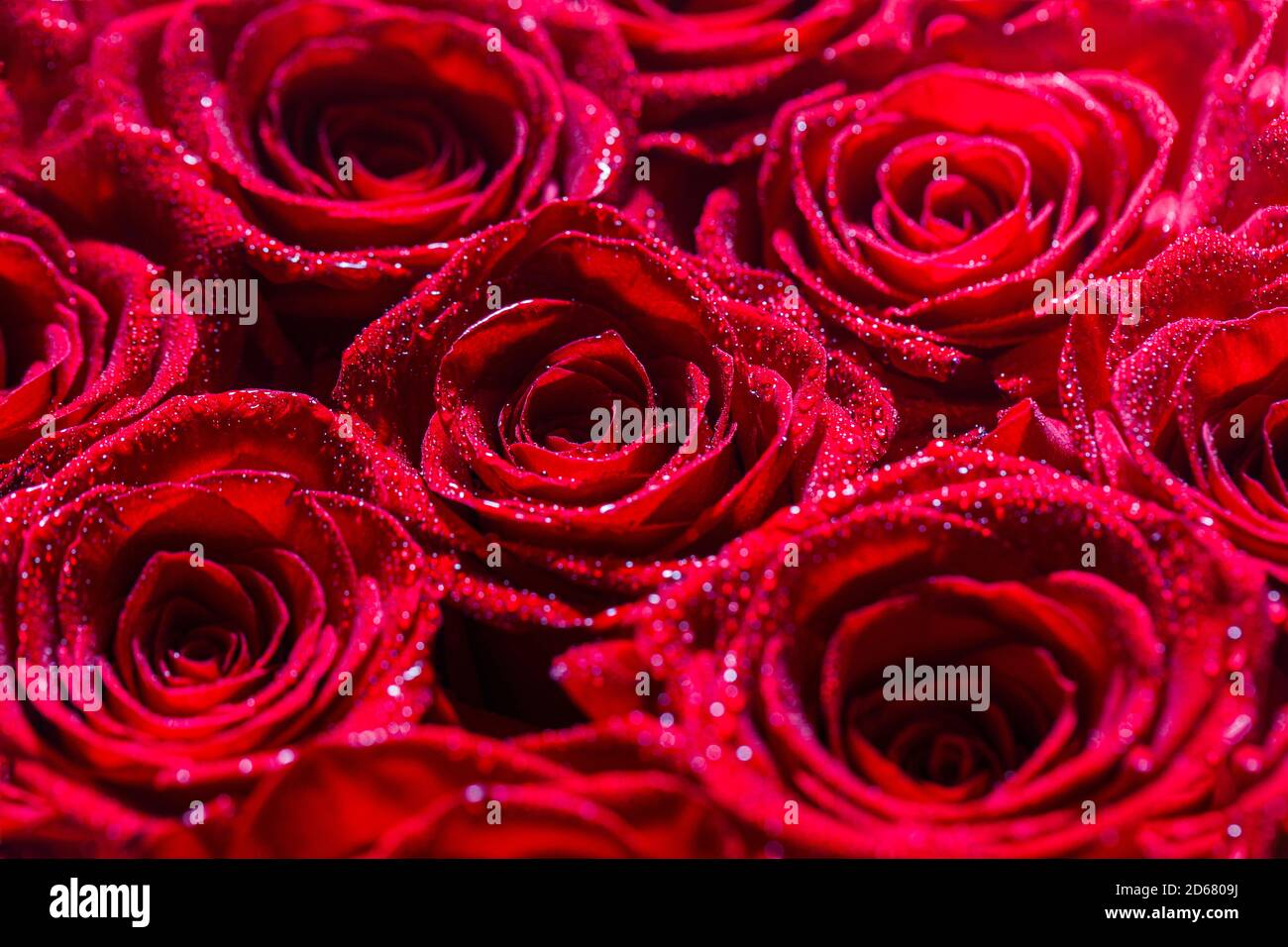 Bouquet Of Fresh Roses Flower Bright Background A Close Up Macro Shot Of A Red Rose Flower Shop Red Rose Flower Petals Bouquet Of Flowers Fresh Stock Photo Alamy