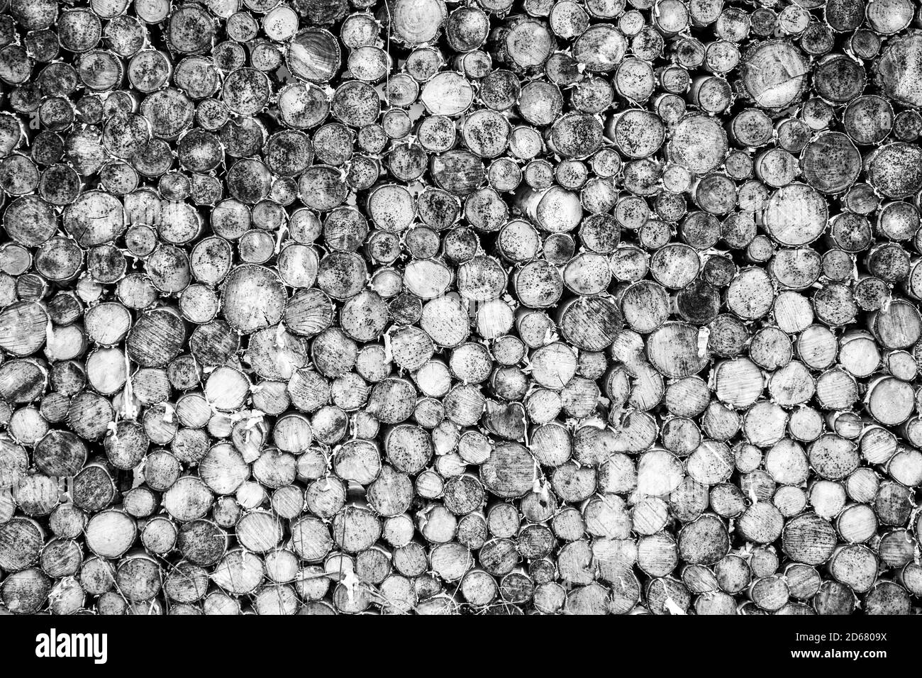 Tree stumps background. Pieces of teak wood stump background. Round teak wood stump. Black and white Stock Photo