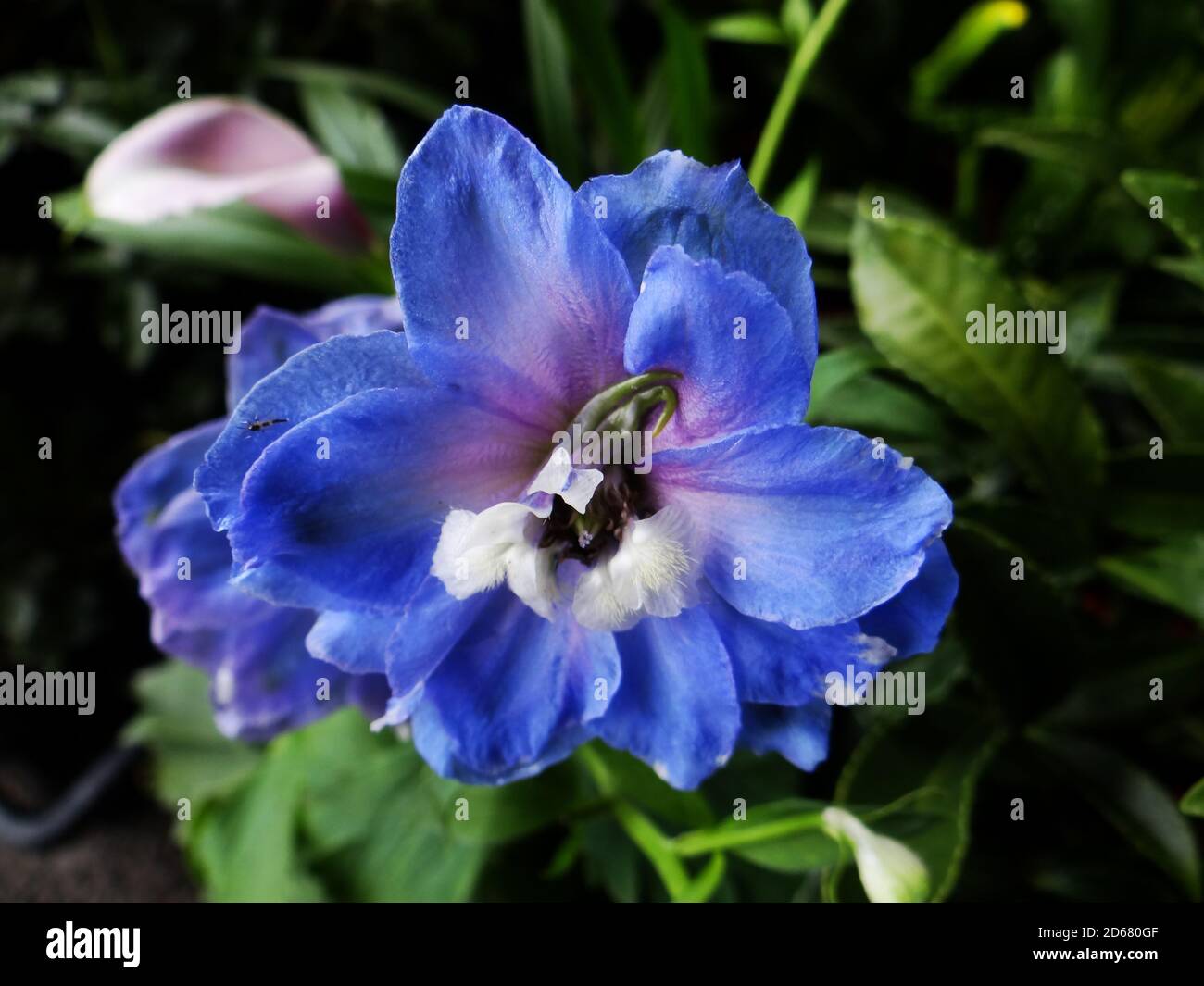 Bright blue delphinium flower hi-res stock photography and images - Alamy