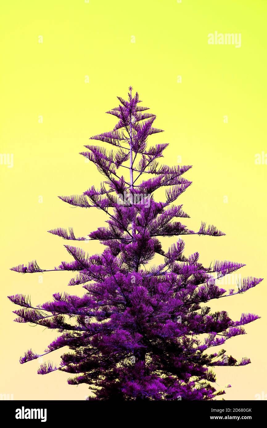 Vertical Image of Pop Art Surreal Style Purple Colored Pine Tree on Lemon Yellow Background Stock Photo