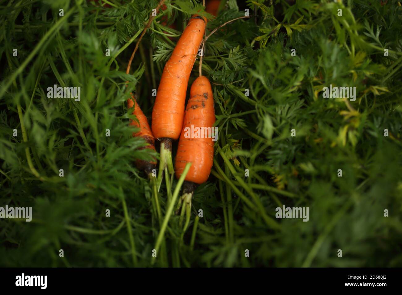 Bunches of colorful orange carrots with green tops held together. Vibrant colors Stock Photo