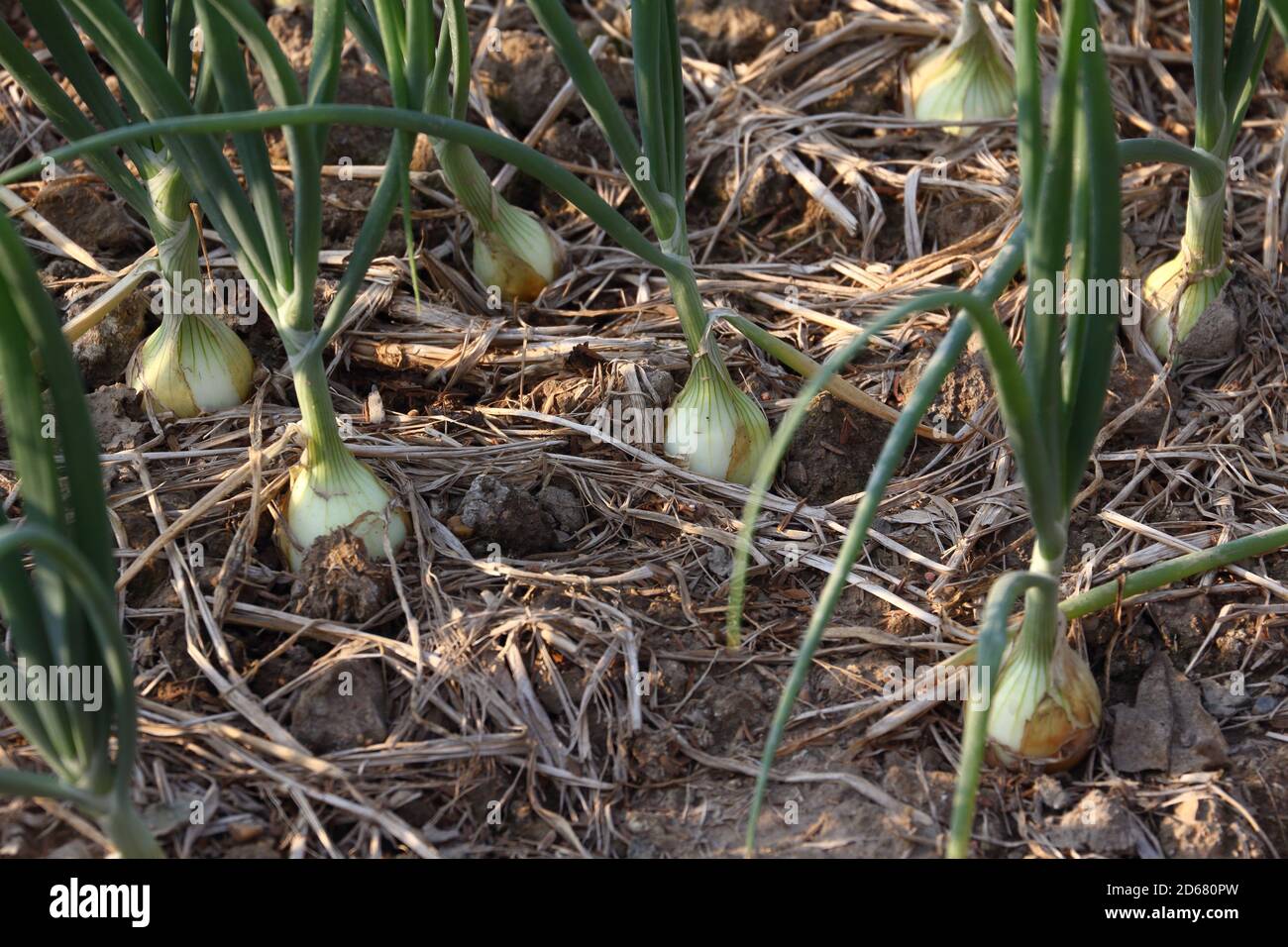 Closeup onion growing on the vegetable bed Stock Photo