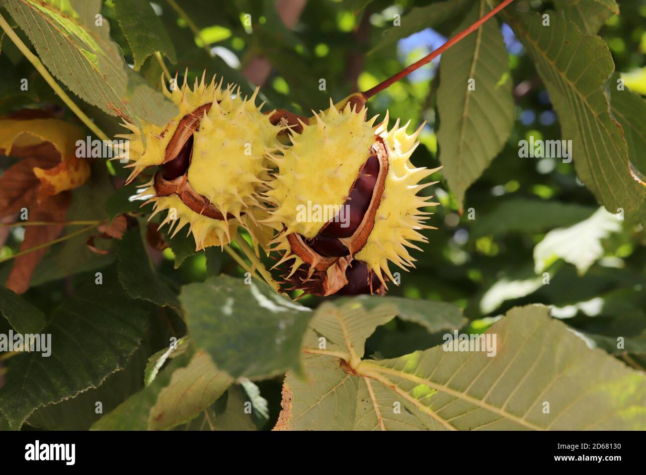 horse chestnut tree and seeds Stock Photo Alamy