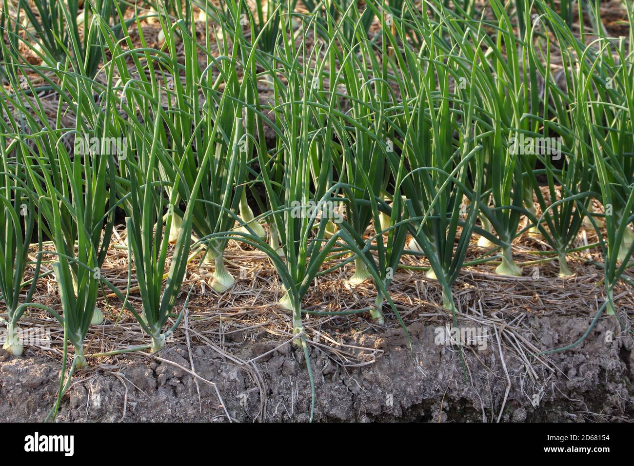 Onion growing on the vegetable garden bed Stock Photo