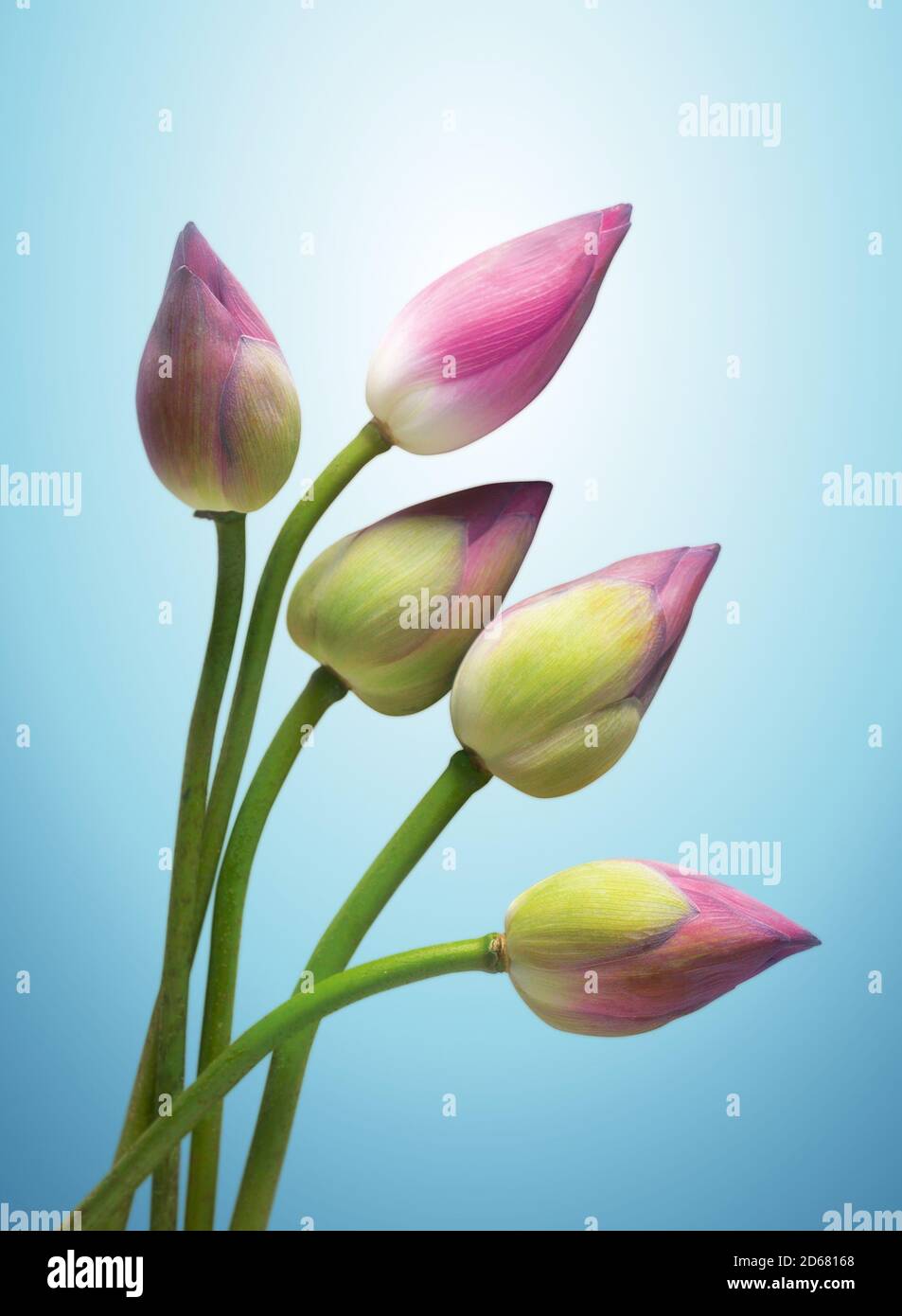 Beautiful bunch of pink lotus flower bud Stock Photo Alamy