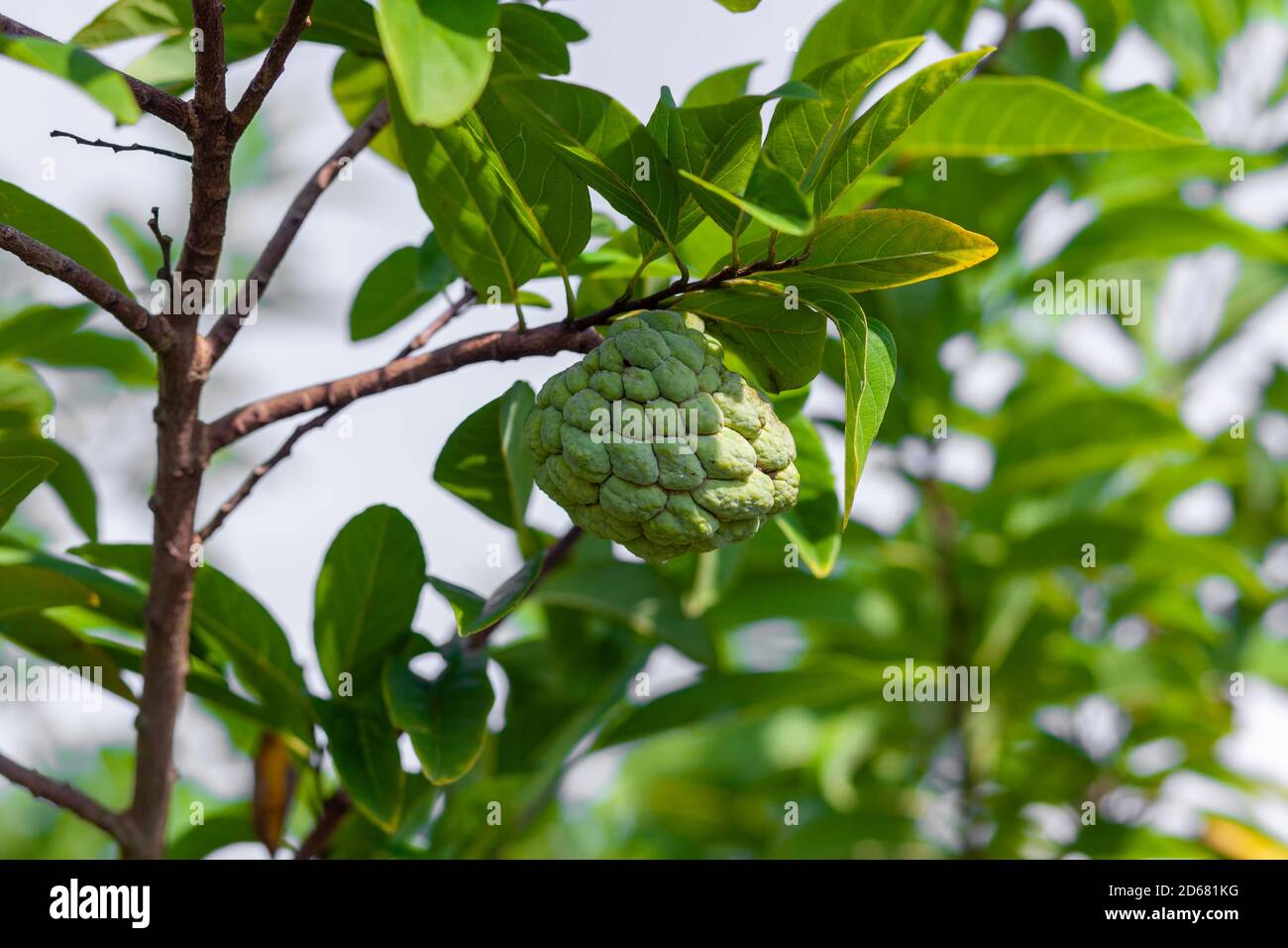 Fresh Sugar apple or Custard Apple hanging on a tree in the garden ...