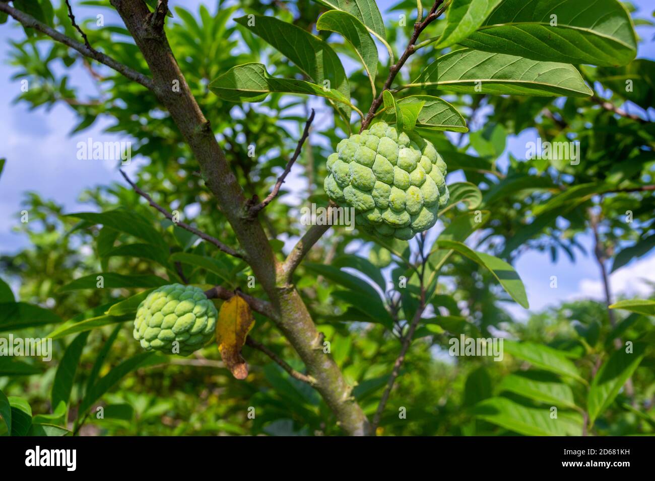Fresh Sugar apple or Custard Apple hanging on a tree in the garden ...