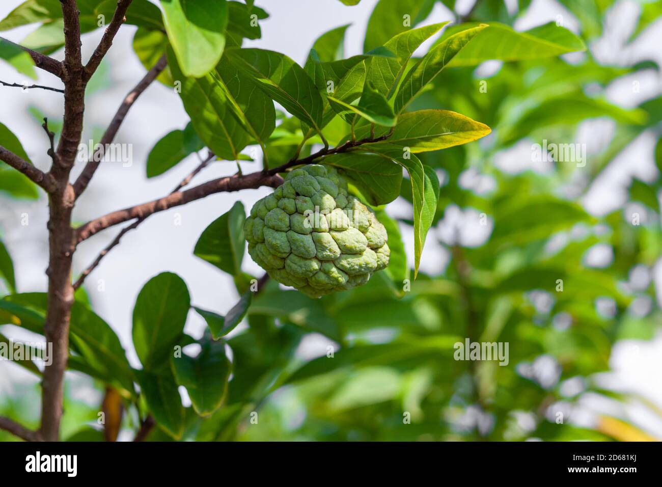 Fresh Sugar apple or Custard Apple hanging on a tree in the garden ...