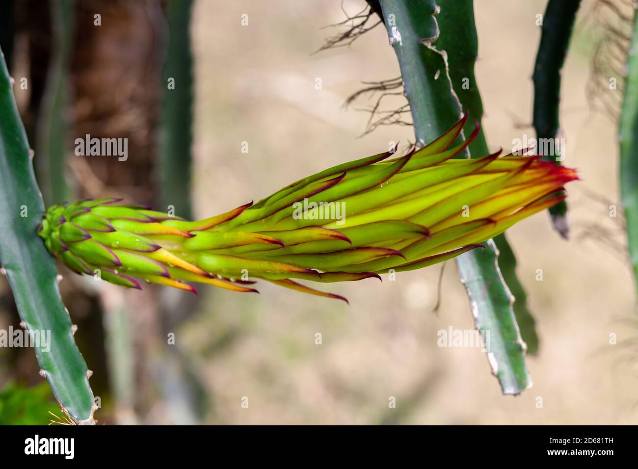 Dragon Fruit (Hylocereus Undatus) Is Flowering. This Cactus Type Flower ...