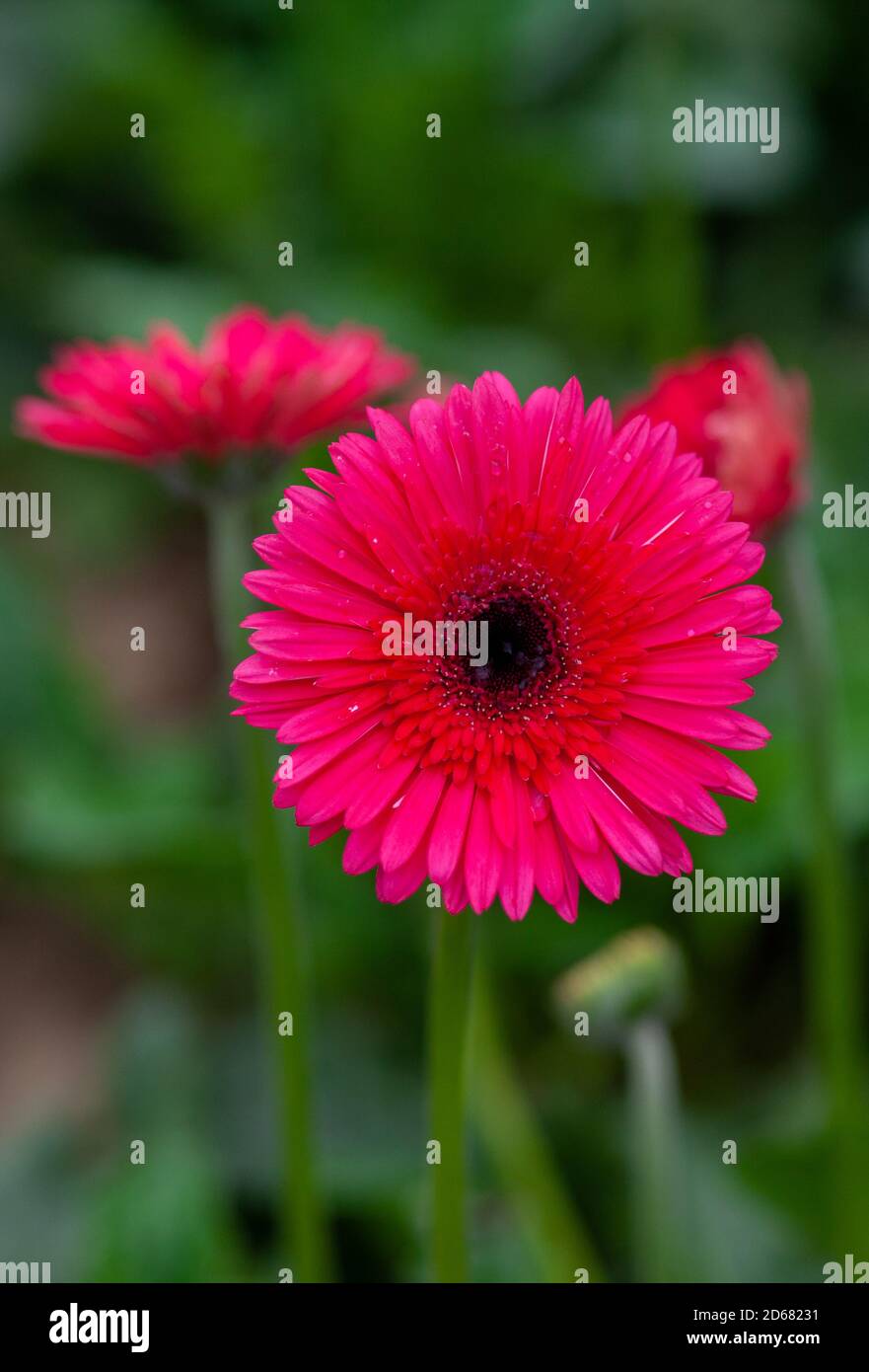 Magenta color gerbera on green nature background Stock - Alamy