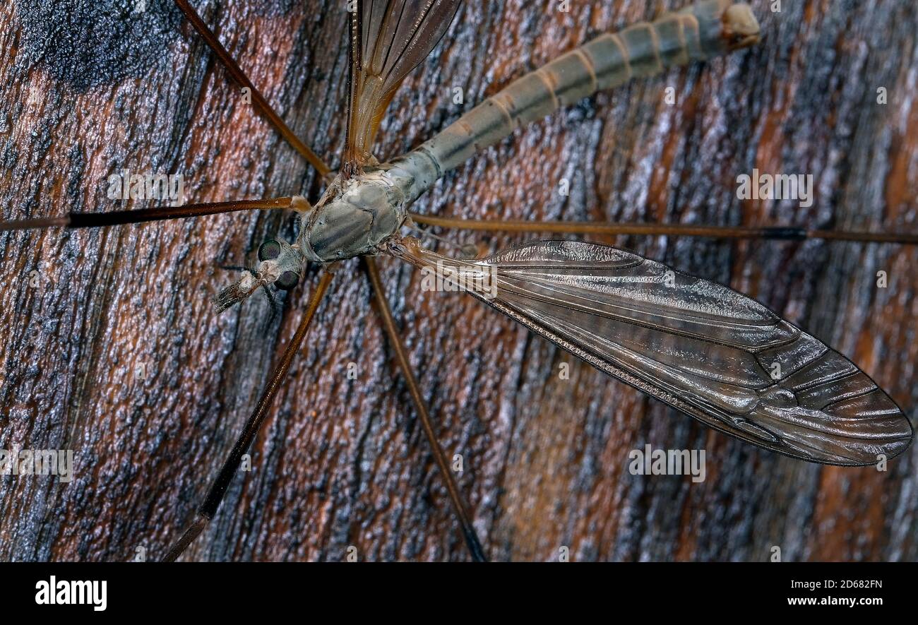 Crane fly is a common name referring to any member of the insect family Tipulidae, of the order Diptera, Stock Photo