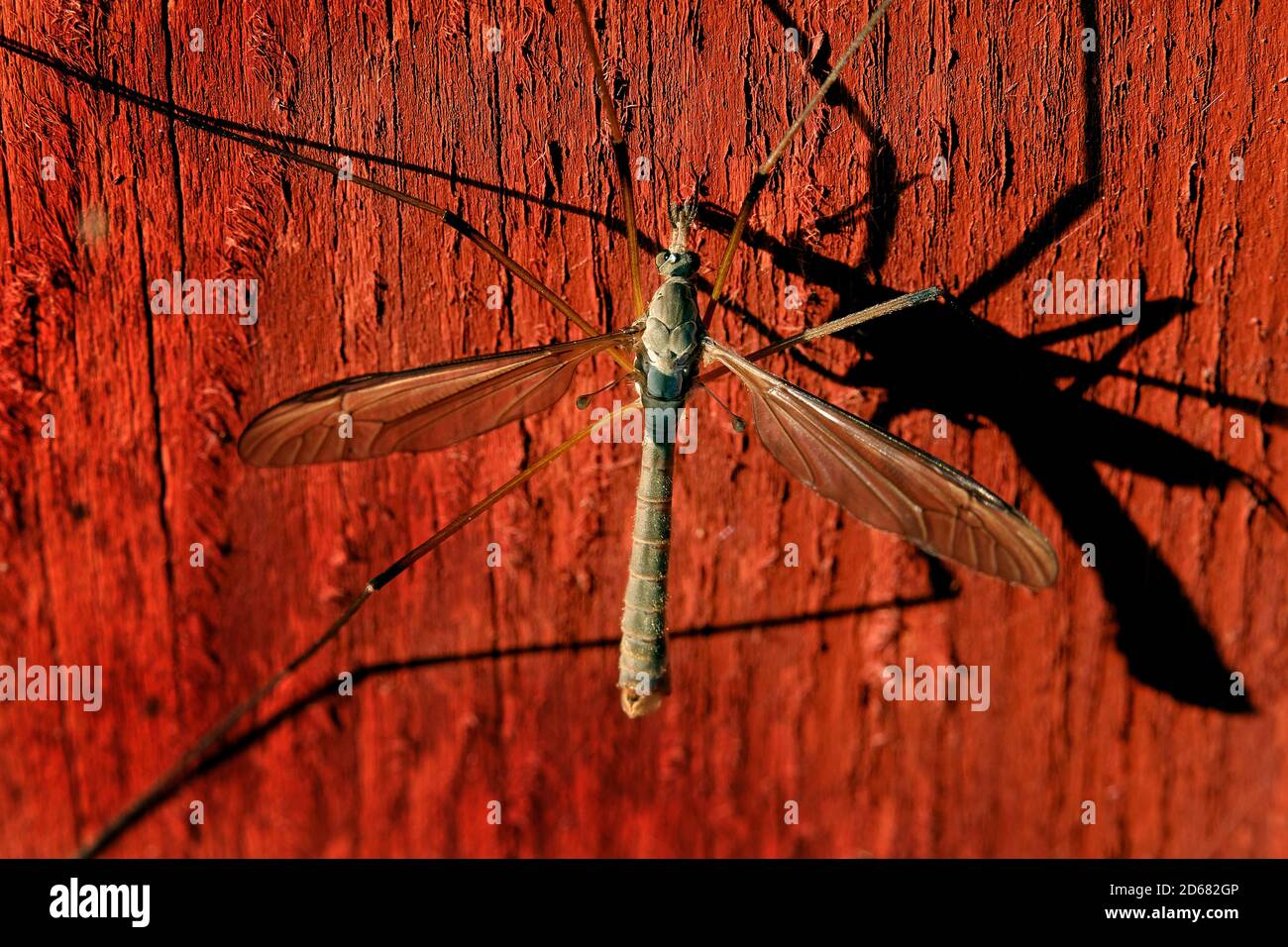 Crane fly is a common name referring to any member of the insect family Tipulidae, of the order Diptera, Stock Photo