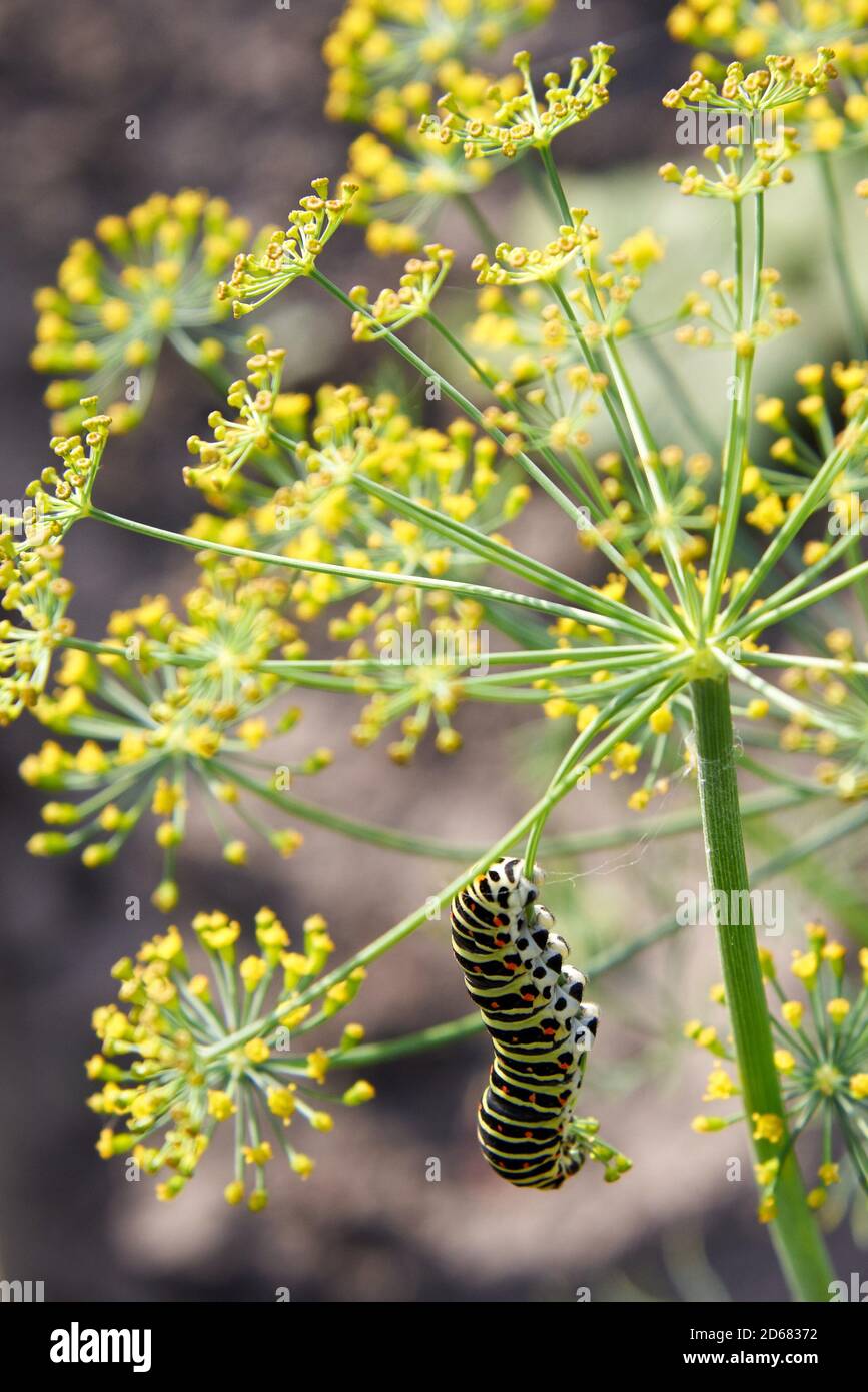 A beautiful butterfly caterpillar crawls on a dill bush. Stock Photo