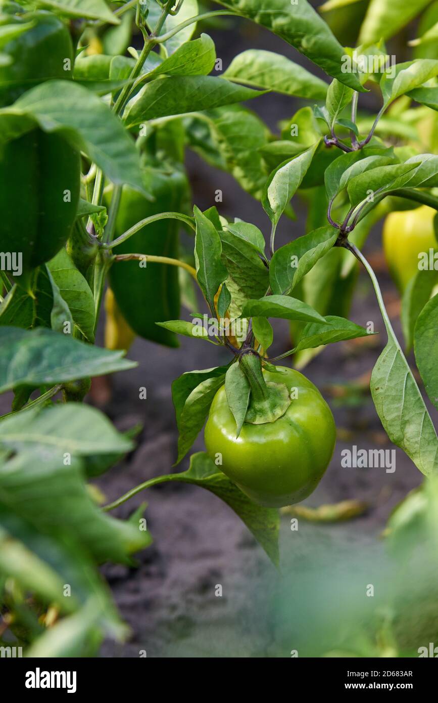 Bell peppers growing in hot garden hi-res stock photography and images ...
