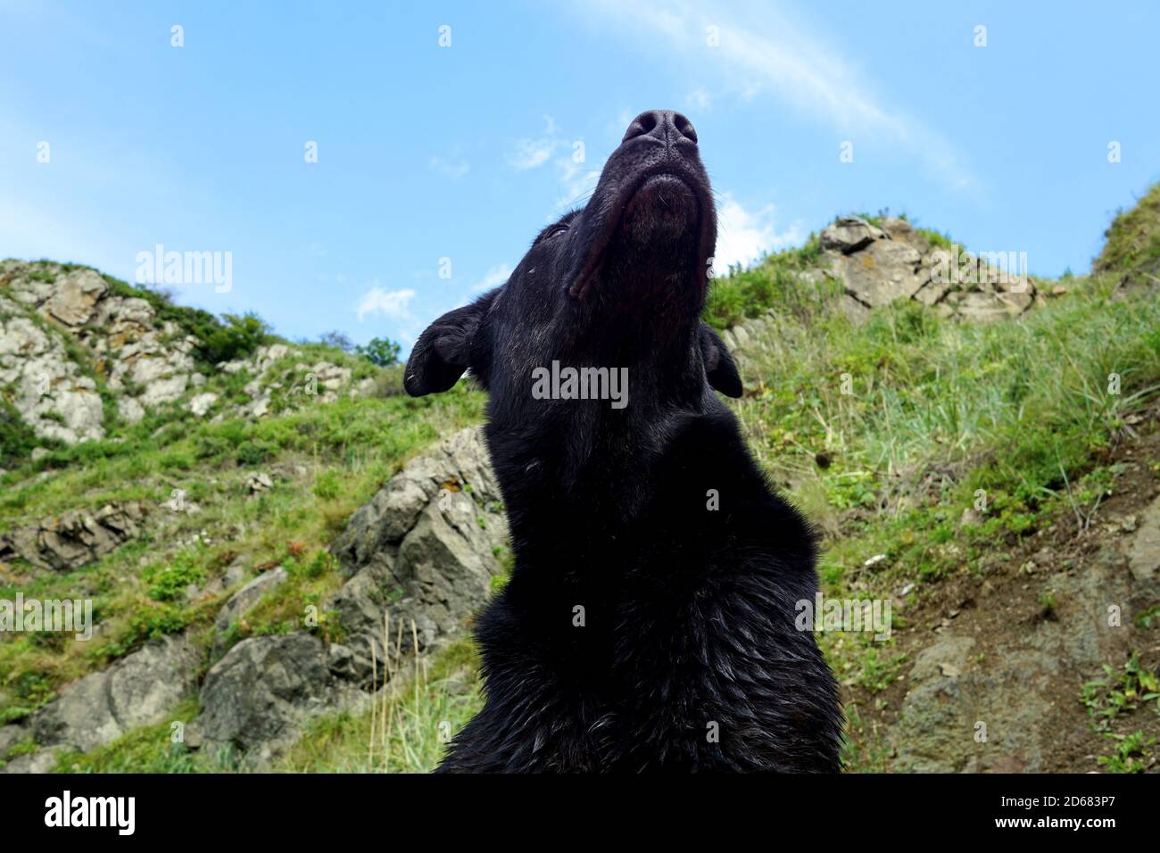 A huge black dog looks up at the beautiful sky and mountains Stock Photo
