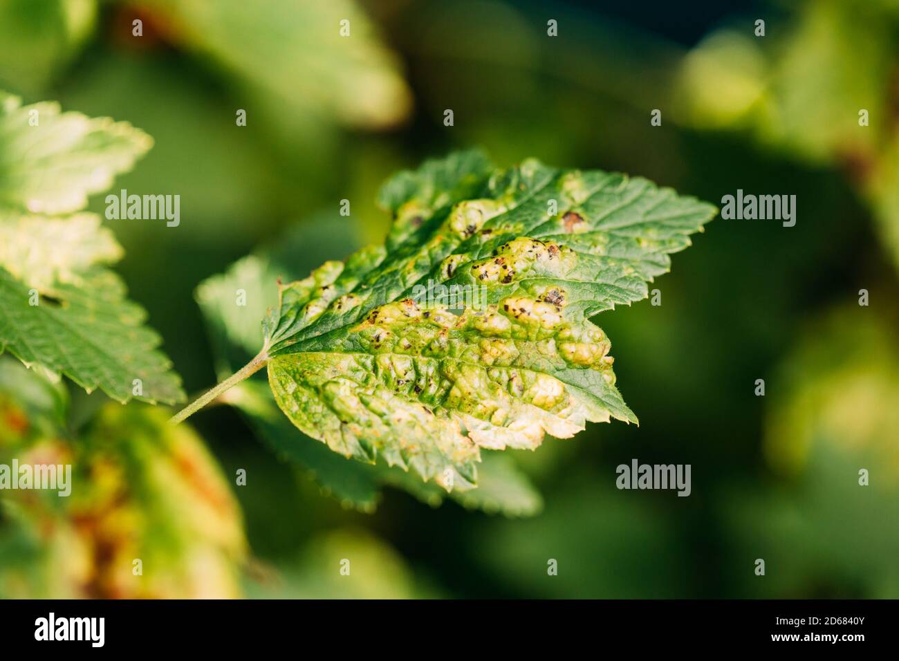 Traces Of Defeat By Leaf Gall Midges On Red Currant Leaves In Summer Sunny Day Stock Photo