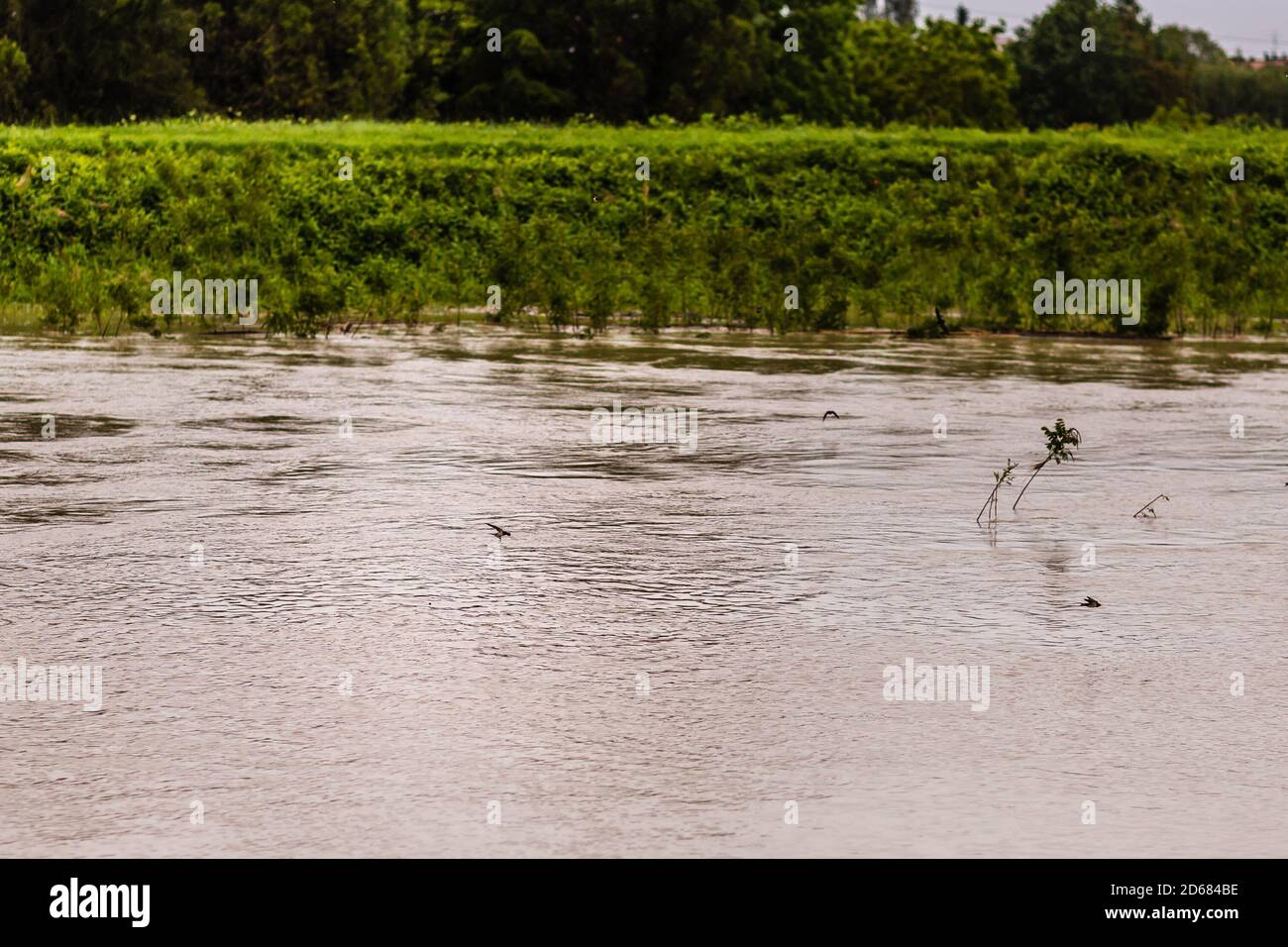 muddy water of a raging river Stock Photo - Alamy