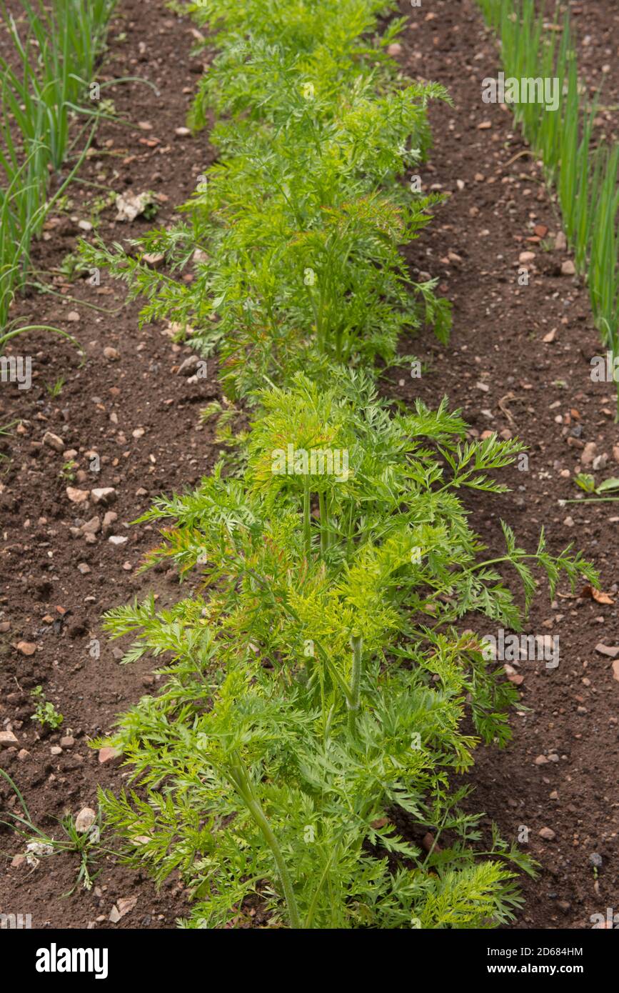 Row of Home Grown Organic Carrots (Daucus carrota subsp. sativus) Growing on an Allotment in a Walled Vegetable Garden in Rural Somerset, England, UK Stock Photo