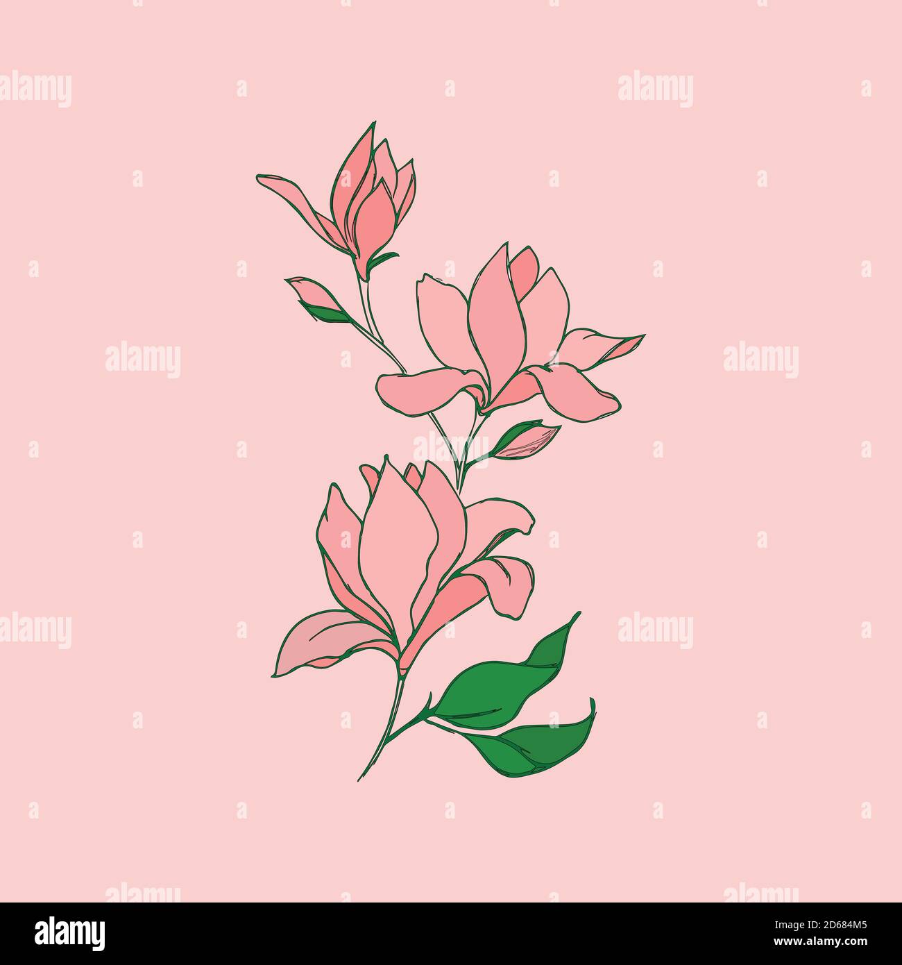 Magnolia flowers with a linear pattern on a pink background. Stock Vector