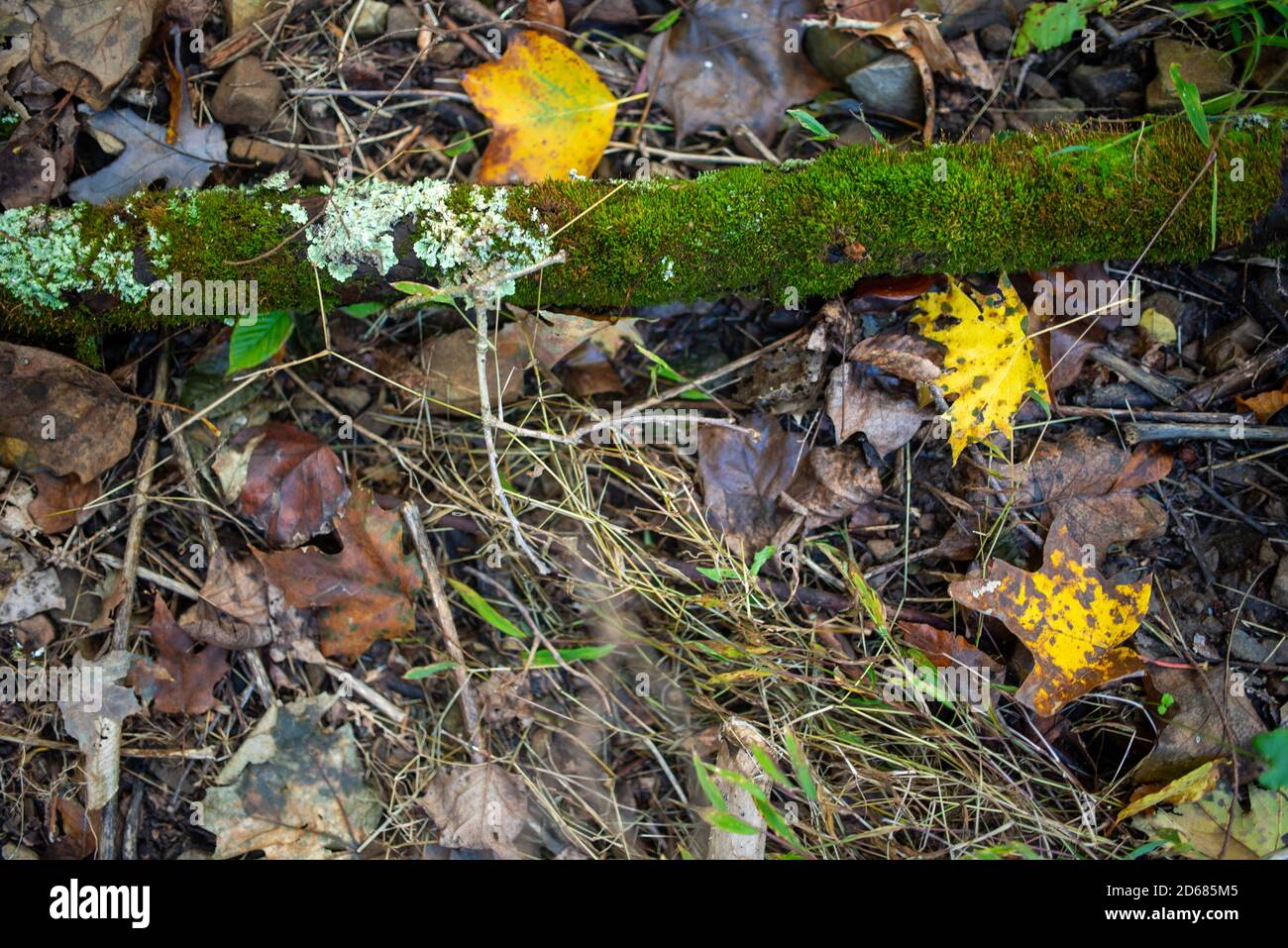 Forest floor background with autumn colors and copy space Stock Photo