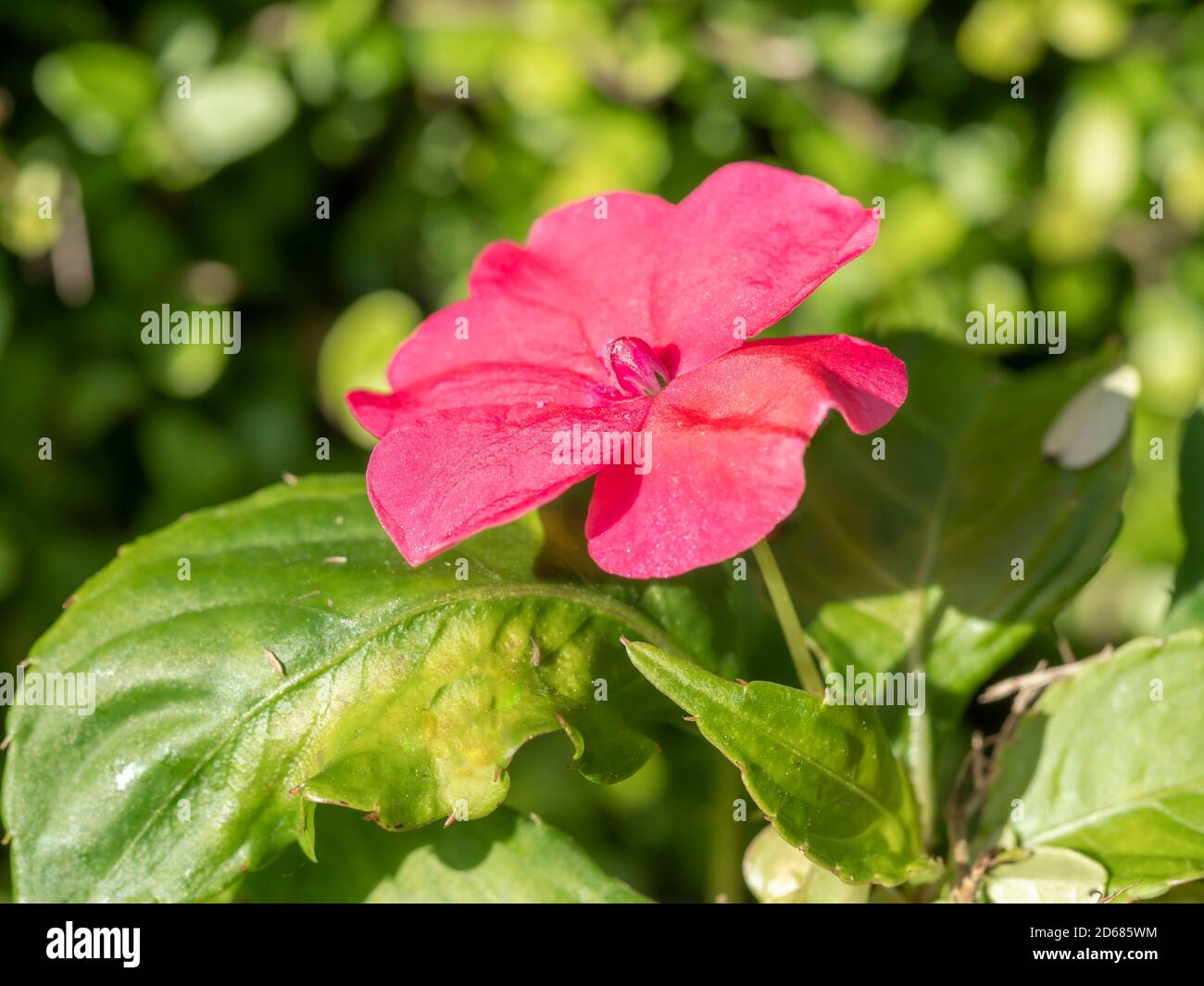 Closeup of a single pink Impatiens flower and green leaves Stock Photo
